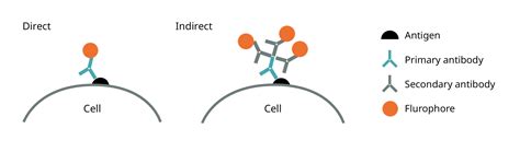 abcam|abcam antibody.